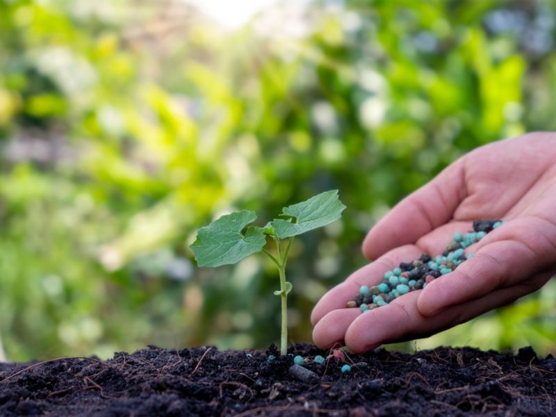 phan biet cac loai phan bon (5)