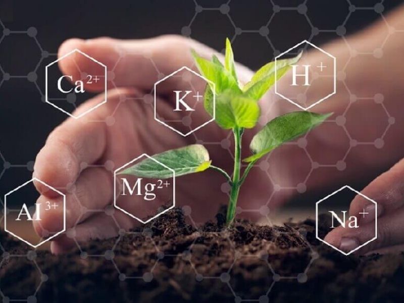 phan biet cac loai phan bon (6)