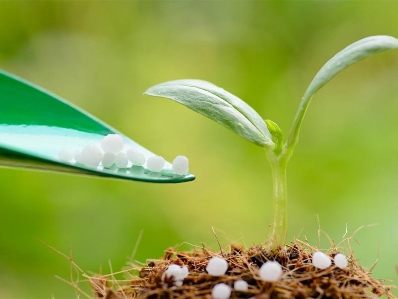 phan bon dat do nhung lai khong an nhau su that nam o dau (1)