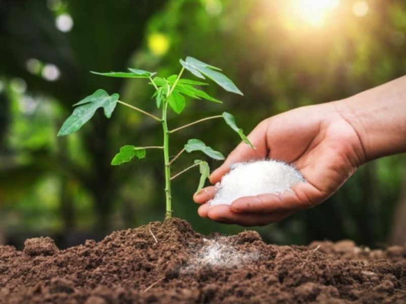 phan bon dat do nhung lai khong an nhau su that nam o dau (3)