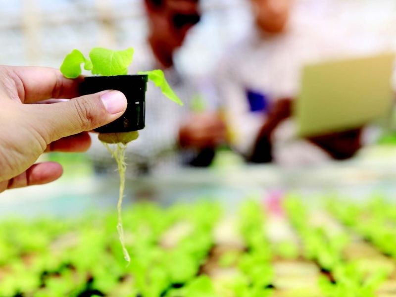 phan bon dat do nhung lai khong an nhau su that nam o dau (4)