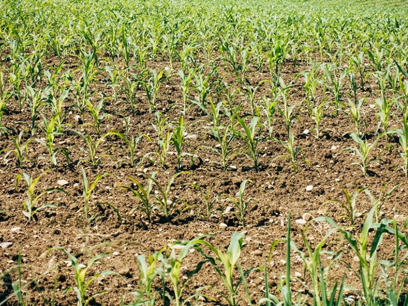 phan bon huu co khoang (5)