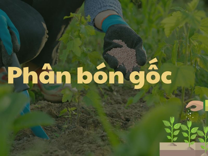 phan bon la va phan bon goc khi nao dung dung ra sao de hieu qua (1)