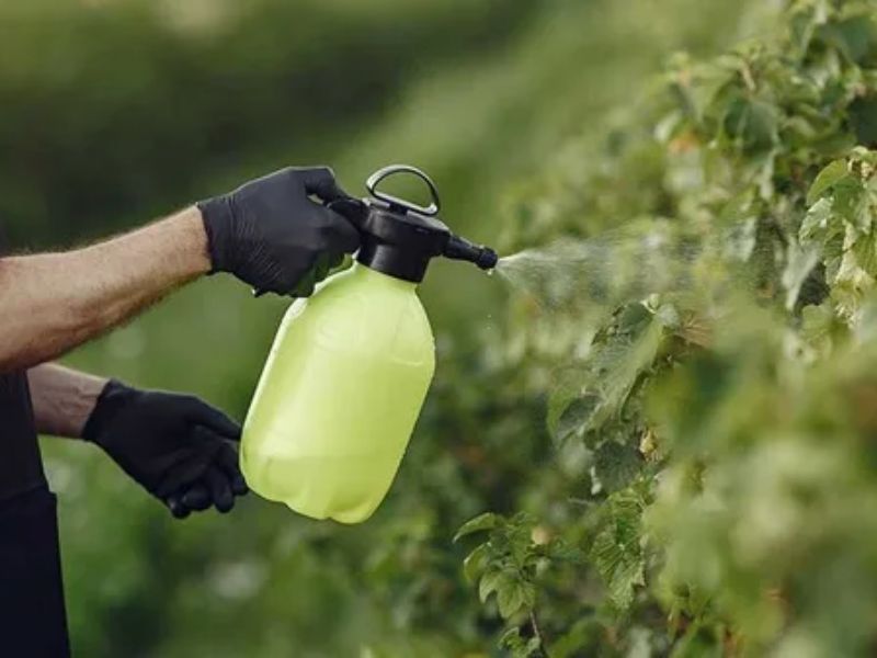 phan bon la va phan bon goc khi nao dung dung ra sao de hieu qua (2)