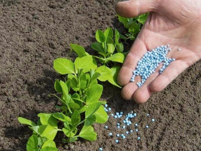 phan bon la va phan bon goc khi nao dung dung ra sao de hieu qua (3)