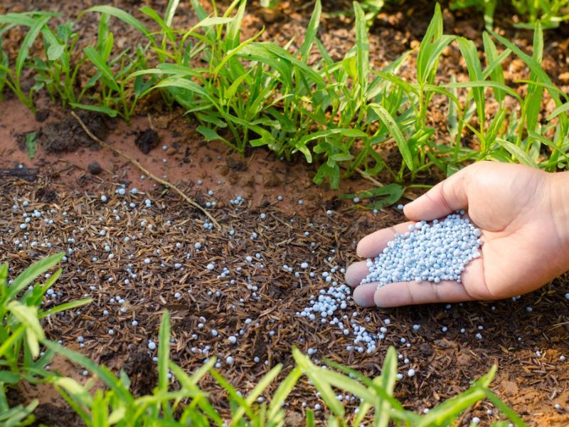 phan bon la va phan bon goc khi nao dung dung ra sao de hieu qua (4)