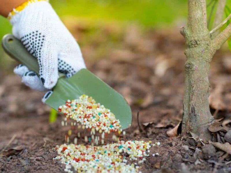 phan bon la va phan bon goc khi nao dung dung ra sao de hieu qua (5)