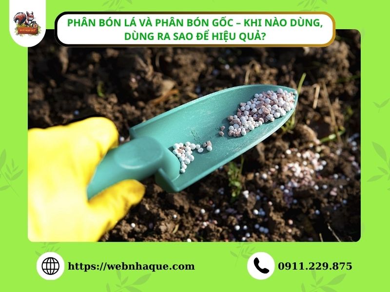 Phân bón lá và phân bón gốc – khi nào dùng, dùng ra sao để hiệu quả?