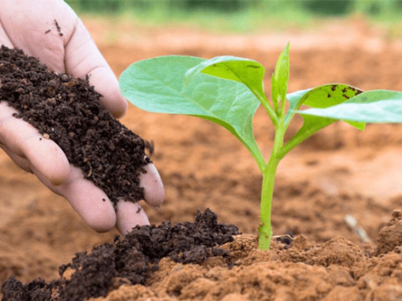 phan huu co vi sinh (1)