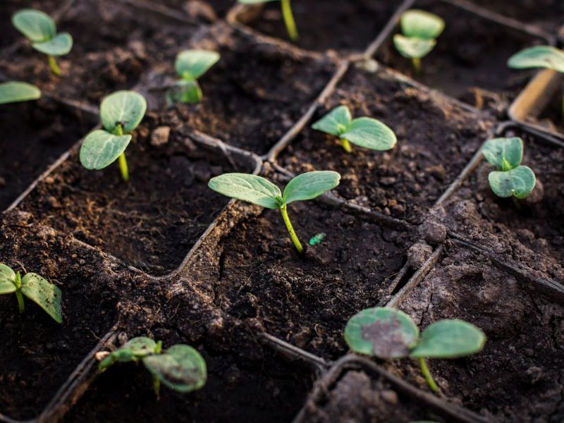 phan huu co vi sinh (4)