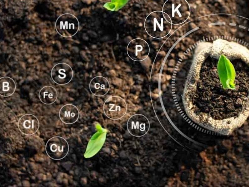 phan huu co vi sinh (5)