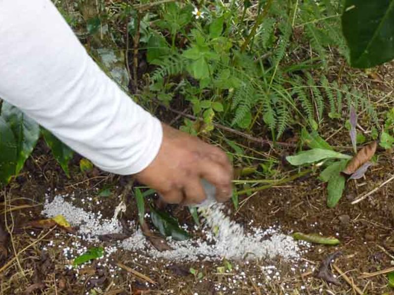 quy trinh bon phan cay sau rieng va cay ca phe (2)