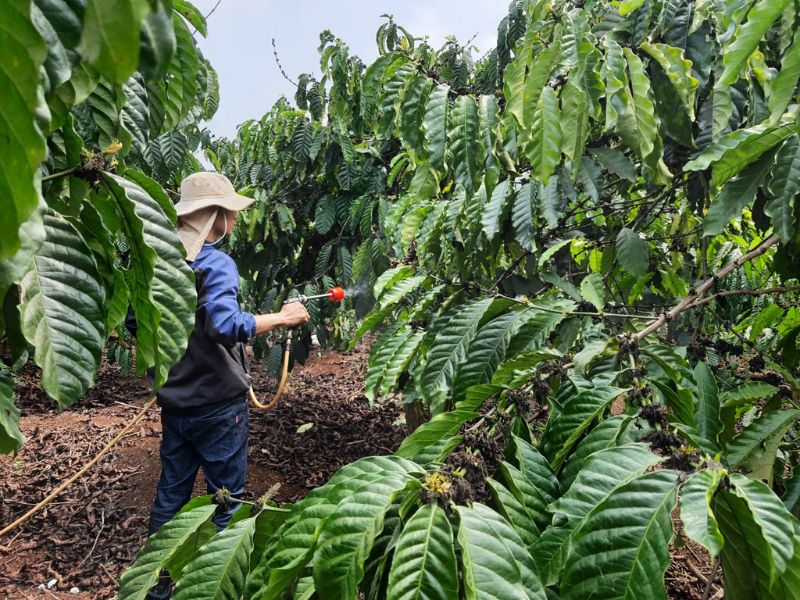quy trinh bon phan cay sau rieng va cay ca phe (3)