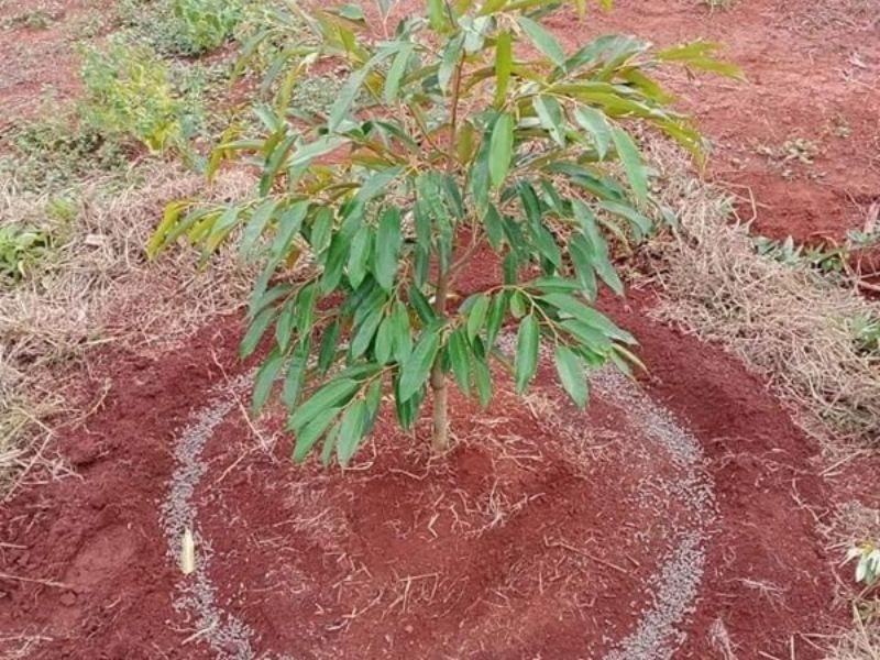 quy trinh bon phan cay sau rieng va cay ca phe (4)