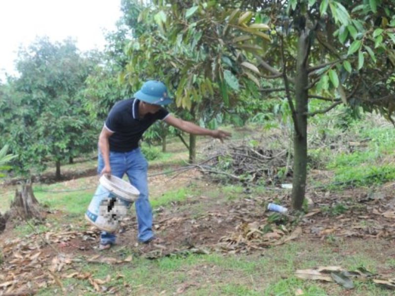 quy trinh bon phan cay sau rieng va cay ca phe (5)