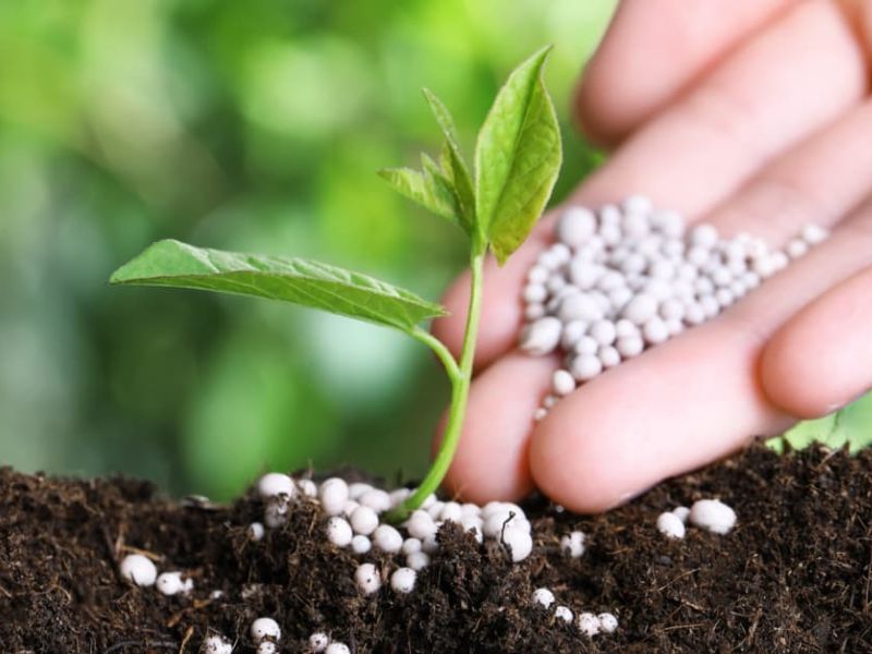 tac hai khi lam dung phan bon hoa hoc dau hieu nhan biet va cach xu ly (3)