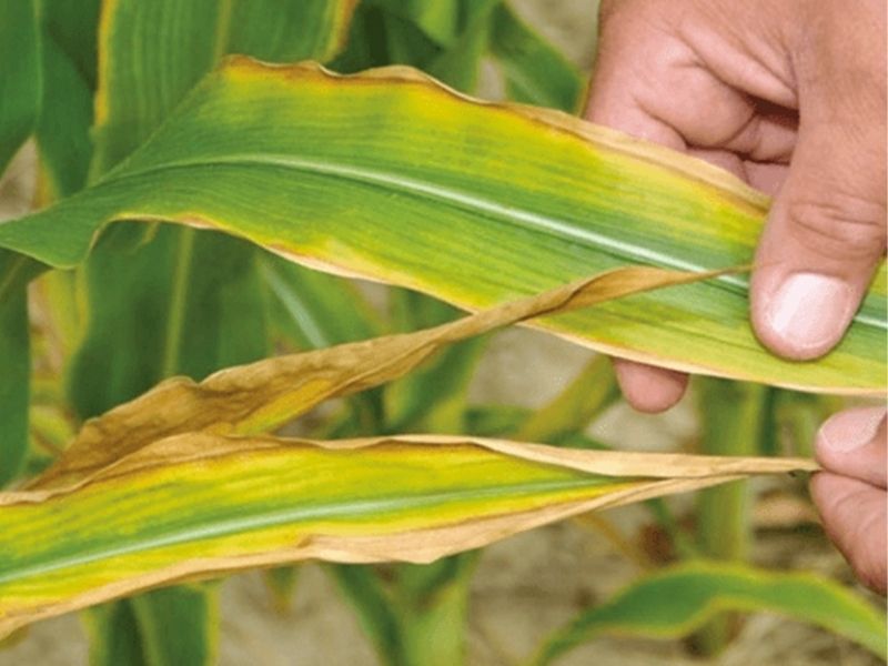 tai sao cay chet dan sau khi bon phan 3 sai lam ma nong dan thuong mac phai (1)