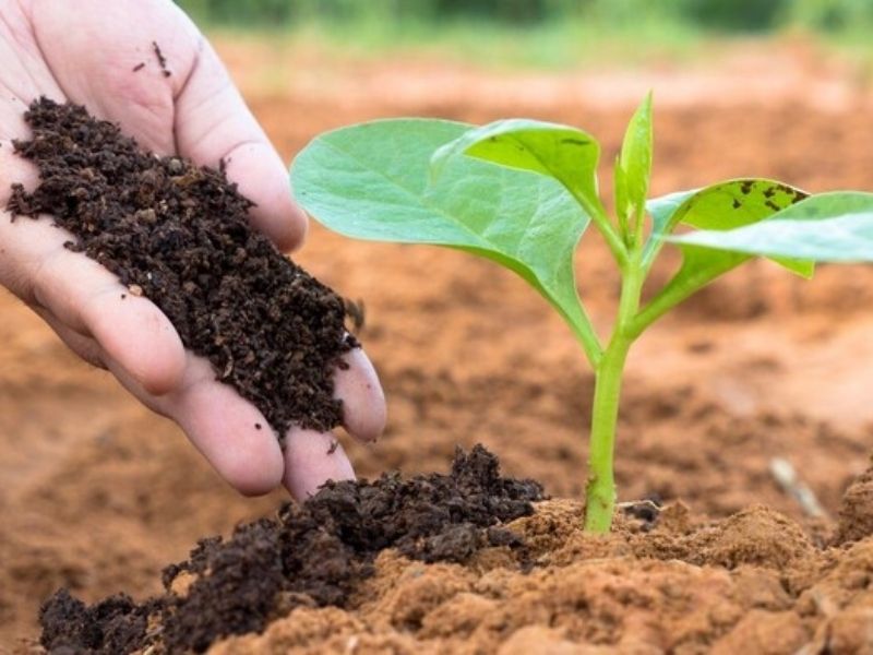 tai sao cay chet dan sau khi bon phan 3 sai lam ma nong dan thuong mac phai (2)