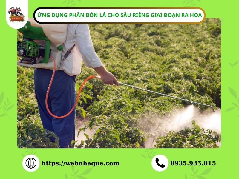 Ứng dụng phân bón lá cho sầu riêng giai đoạn ra hoa hiệu quả