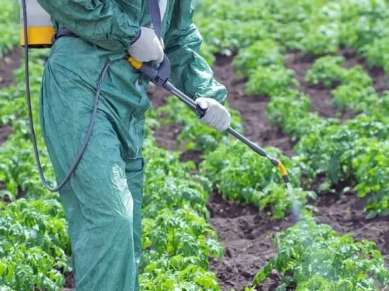 ung dung phan bon la cho sau rieng giai doan ra hoa (3)