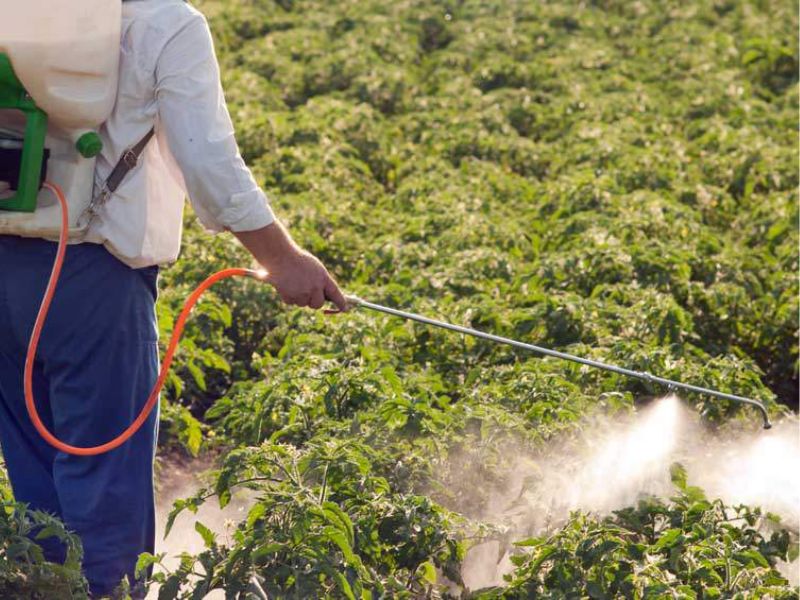 ung dung phan bon la cho sau rieng giai doan ra hoa (4)