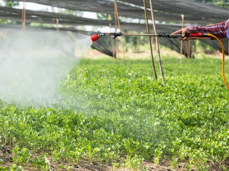 ung dung phan bon la cho sau rieng giai doan ra hoa (6)