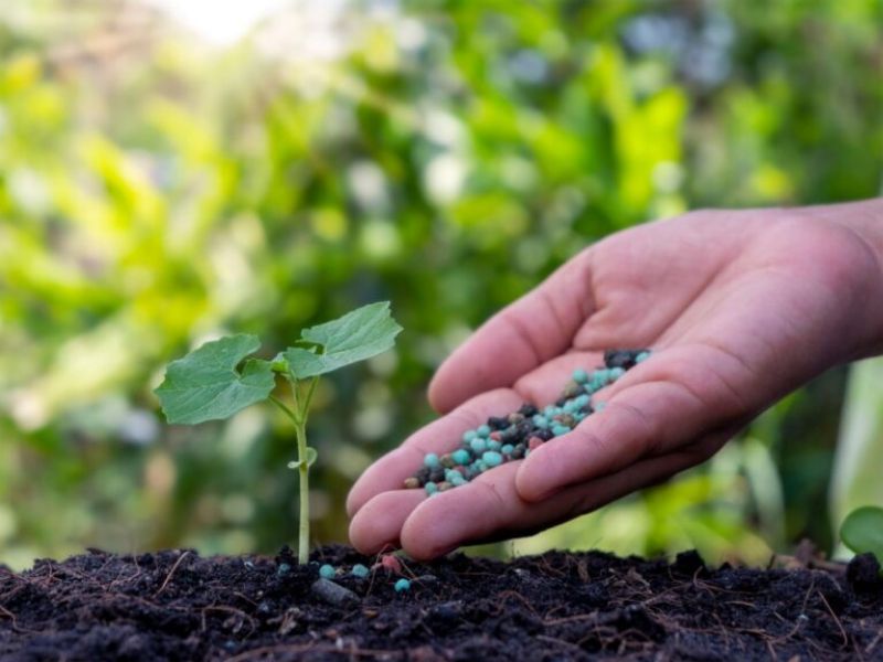 ung dung phan bon la cho sau rieng giai doan ra hoa (7)