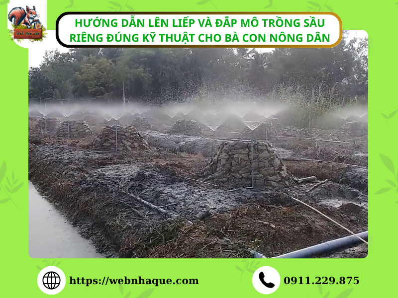 Hướng Dẫn Lên Liếp và Đắp Mô Trồng Sầu Riêng Đúng Kỹ Thuật Cho Bà Con Nông Dân