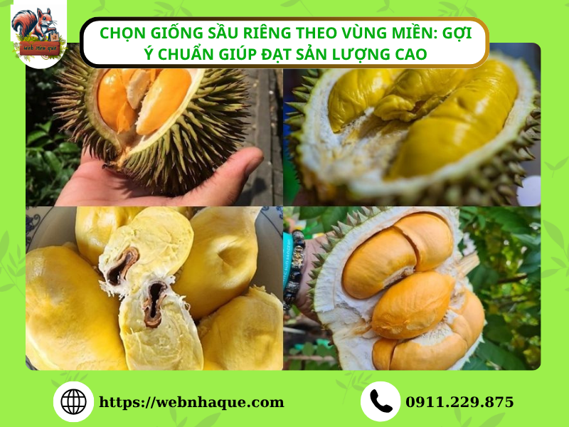 Chọn Giống Sầu Riêng Theo Vùng Miền: Gợi Ý Chuẩn Giúp Năng Suất Cao, Kháng Bệnh Tốt