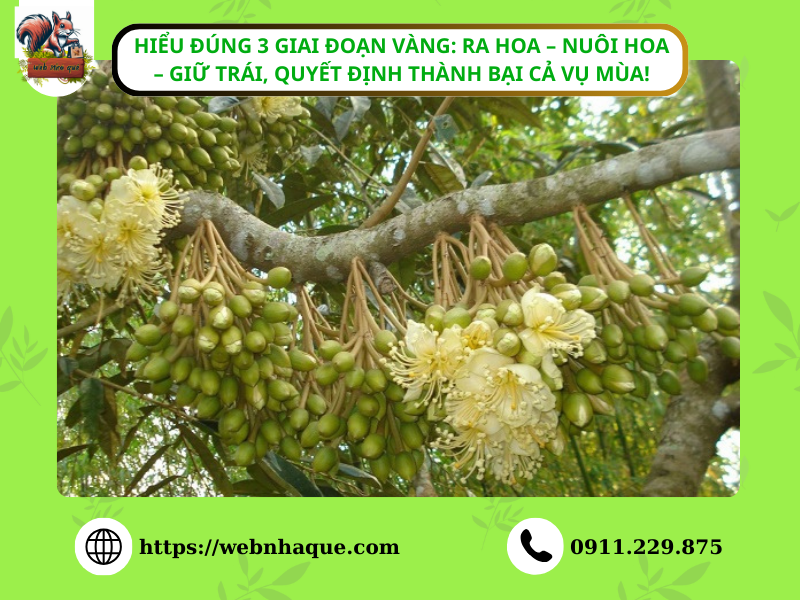 Hiểu Đúng 3 Giai Đoạn Vàng: Ra Hoa – Nuôi Hoa – Giữ Trái, Quyết Định Thành Bại Cả Vụ Mùa!