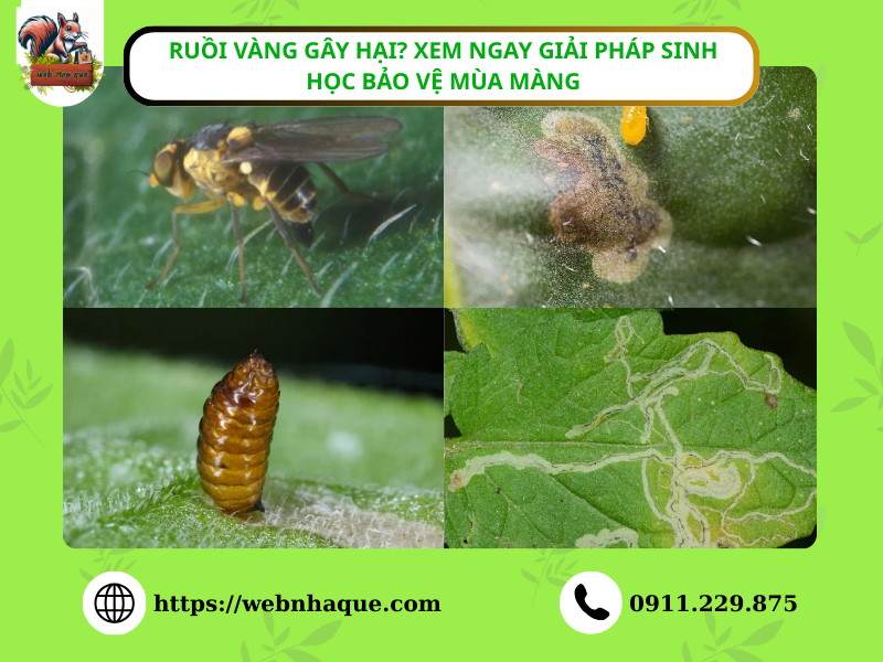 Ruồi vàng gây hại? Xem ngay giải pháp sinh học bảo vệ mùa màng