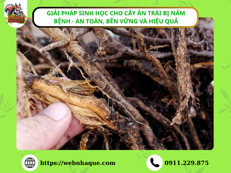 Giải pháp sinh học cho cây ăn trái bị nấm bệnh - an toàn, bền vững và hiệu quả