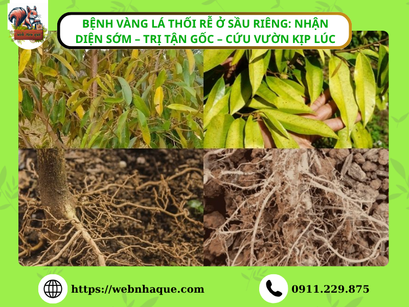 Bệnh vàng lá thối rễ ở sầu riêng: Nhận diện sớm – trị tận gốc – cứu vườn kịp lúc