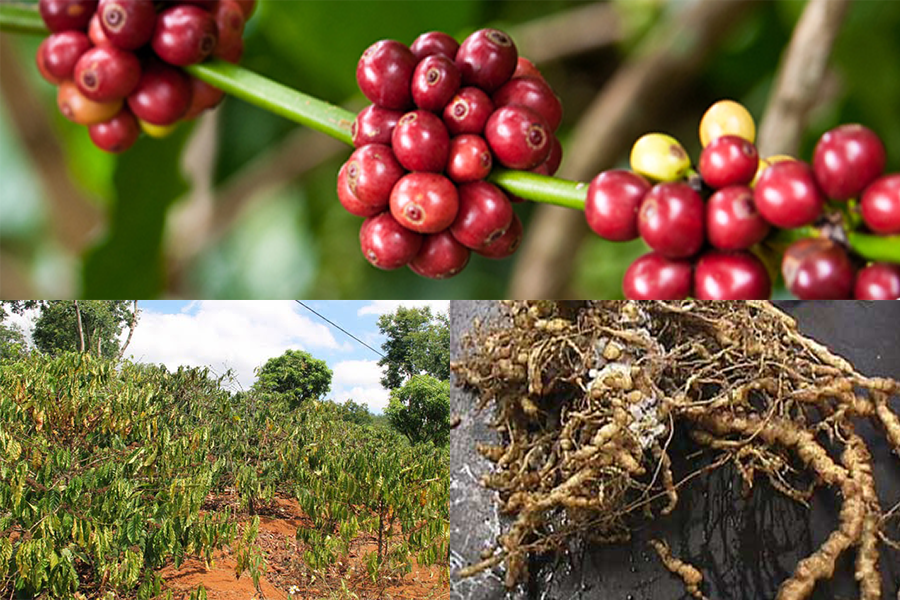 vang la thoi re ca phe kimnonggoldstar