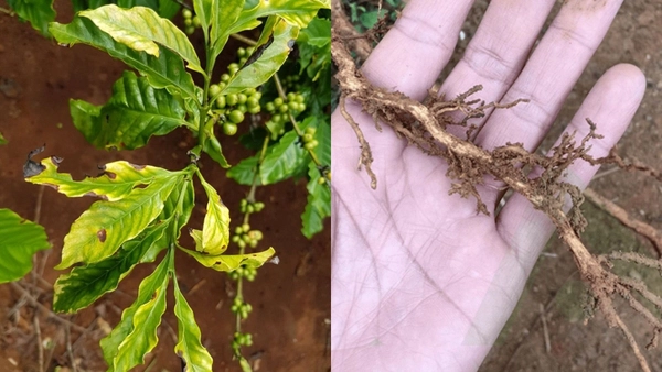 vang la thoi re tren cay ca phe